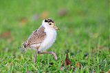 Masked Lapwing